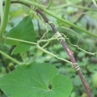 Lagenaria siceraria (Molina) Standl.